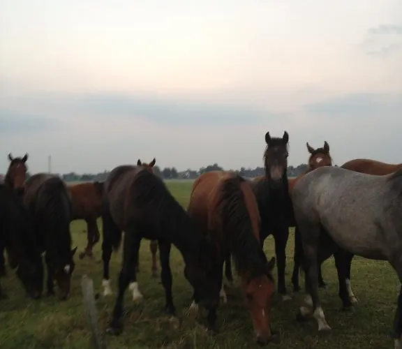 Farma Farm Hof Auf Der Wurp *